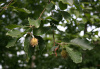 Бук восточный (лат. Fagus orientalis), семена