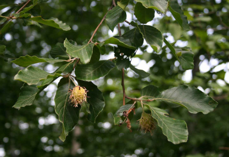 Бук восточный (лат. Fagus orientalis), семена