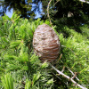 Кедр гималайский (лат. Cedrus deodara), семена