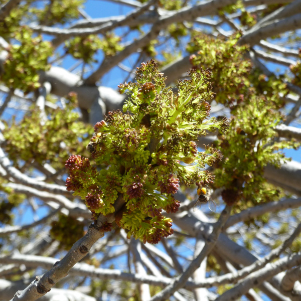 Ясень узколистный (лат. Fraxinus angustifolia), семена