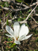 Магнолия кобус (лат. Magnolia kobus), семена