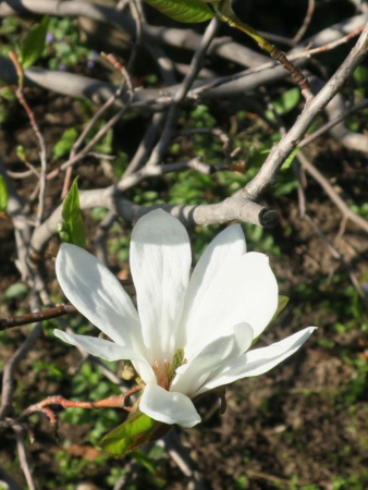 Магнолия кобус (лат. Magnolia kobus), семена