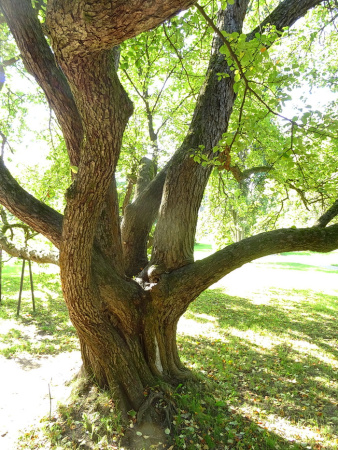 Яблоня маньчжурская (лат. Malus manshurica), семена