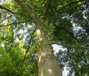 Дуб шарлаховый (лат. Quercus coccinea) 10 штук, семена