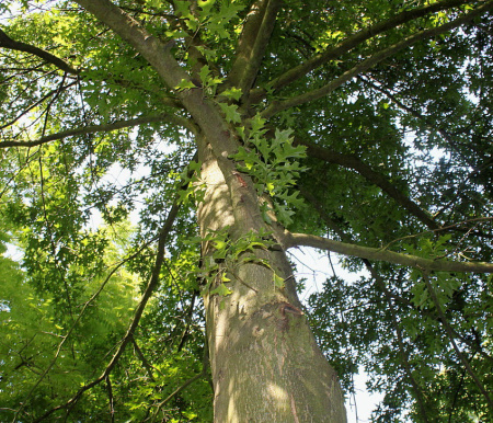 Дуб шарлаховый (лат. Quercus coccinea) 10 штук, семена