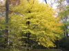 Клен пенсильванский (лат. Acer pensylvanicum), семена