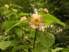 Каликант Чашецветник китайский (лат. Calycanthus chinensis), семена