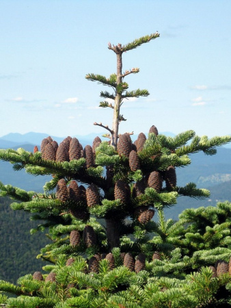 Пихта бальзамическая (лат. Abies balsamea), саженец, 1 ш