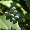 Магония Биля (лат. Mahonia bealei), семена
