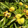 Каштан посевной (лат. Castanea sativa) 10 шт, семена 