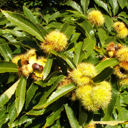 Каштан посевной (лат. Castanea sativa) 10 шт, семена 