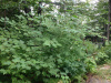 Клен колосистый (лат. Acer spicatum), семена