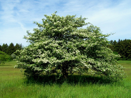 Боярышник Максимовича (лат. Crataegus maximowiczii), семена