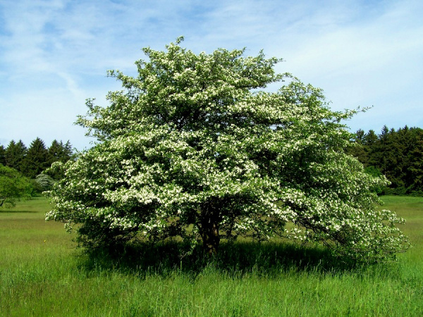 Боярышник Максимовича (лат. Crataegus maximowiczii), семена
