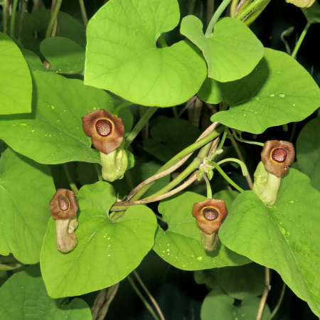 Кирказон маньчжурский (лат. Aristolochia manshuriensis), семена