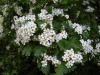 Боярышник черный (лат. Crataegus nigra), семена 