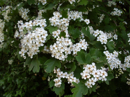 Боярышник черный (лат. Crataegus nigra), семена 