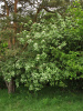 Рябина круглолистная (лат. Sorbus aria), семена