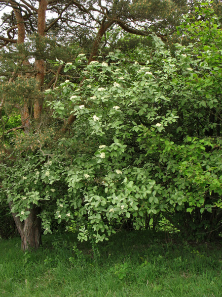 Рябина круглолистная (лат. Sorbus aria), семена