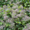 Клематис виноградолистный, или Ломонос виноградолистный (лат. Clematis vitalba), семена