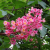 Каштан конский мясо-красный (лат. Aesculus × carnea) 5 штук, семена