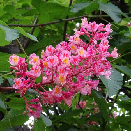 Каштан конский мясо-красный (лат. Aesculus × carnea) 5 штук, семена
