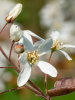 Ирга Ламарка (лат. Amelanchier lamarckii), семена