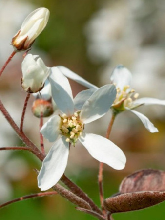 Ирга Ламарка (лат. Amelanchier lamarckii), семена