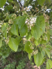 Лавр камфорный, или коричник, или Камфорное дерево (лат. Cinnamomum camphora), саженец, 1 шт