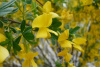 Карагана уссурийская (лат. Caragana ussuriensis), семена