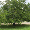 Шелковица белая (лат. Mоrus аlba), розовые плоды