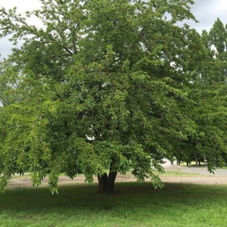 Шелковица белая (лат. Mоrus аlba), розовые плоды