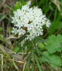 Рододендрон войлочный, или болотный (лат. Rhododendron tomentosum), семена 0,05 грамм