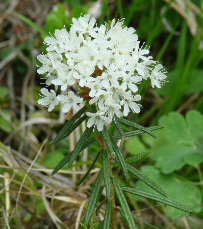 Рододендрон войлочный, или болотный (лат. Rhododendron tomentosum), семена 0,05 грамм