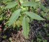 Дуб острейший (лат. Quercus acutissima) 10 шт, семена 