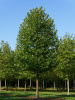 Платан кленолистный, или гибридный (лат. Platanus × hispanica), семена 