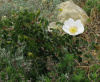 Шиповник турецкий (лат. Rosa turcica), семена