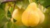 Груша лесная (лат. Pyrus commuunis), семена 
