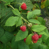 Малина обыкновенная (лат. Rubus idaeus), семена