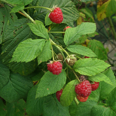 Малина обыкновенная (лат. Rubus idaeus), семена