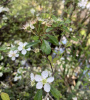 Боярышник крупноплодный (лат. Crataegus aestivalis), саженец, 1 шт