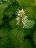 Лофант тибецкий белоцветковый, или Многоколосник морщинистый (лат. Agastache rugosa), семена