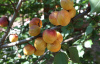Абрикос обыкновенный (лат. Prunus armeniaca), сеянец, 1 шт 