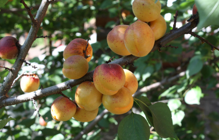 Абрикос обыкновенный (лат. Prunus armeniaca), сеянец, 1 шт 