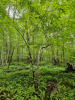 Граб каролинский (лат. Carpinus caroliniana), семена