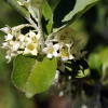 Лох многоцветковый, или Шефердия серебристая, или Гуми (лат. Elaeagnus multiflora), семена