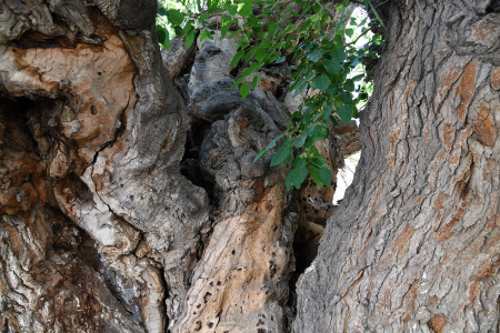 Шелковица белая (лат.Morus alba), семена