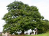 Дуб черешчатый (лат. Quercus robur) 10 шт, семена 
