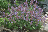 Шалфей лекарственный (лат. Salvia officinalis), 100 шт