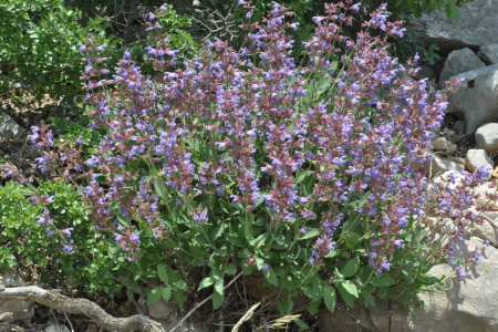 Шалфей лекарственный (лат. Salvia officinalis), 100 шт